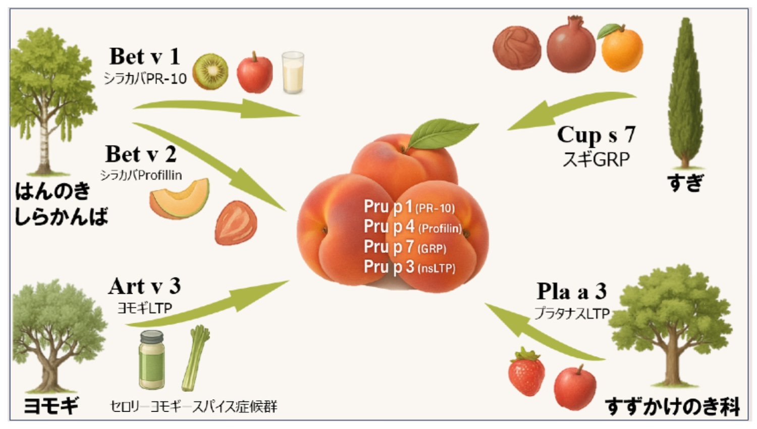 3-3. PFAS（花粉‐フルーツアレルギー症候群） - 昭和医科大学医学部